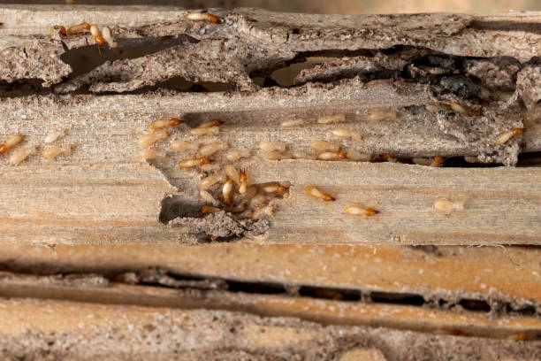 Best Best Pest Control Companies  in Aloha, OR
