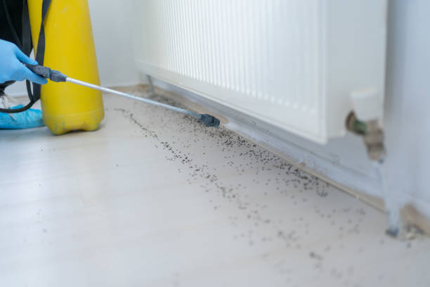 Best Termite Control Services  in Aloha, OR